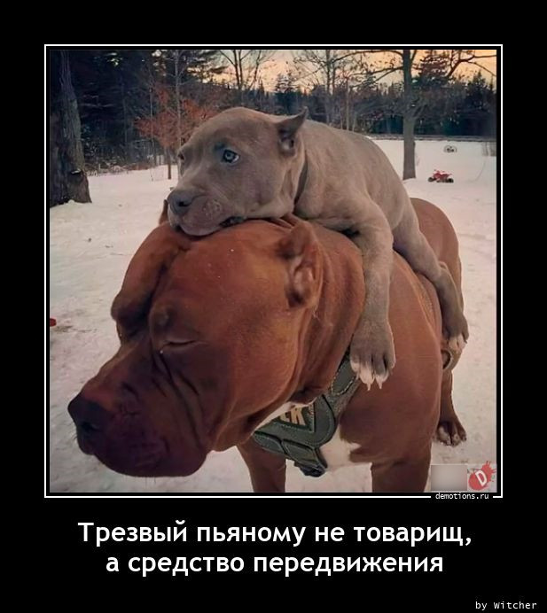 Демотиваторов прикольных порция 