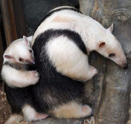 Мамочки и их детки Мамочки и их детки