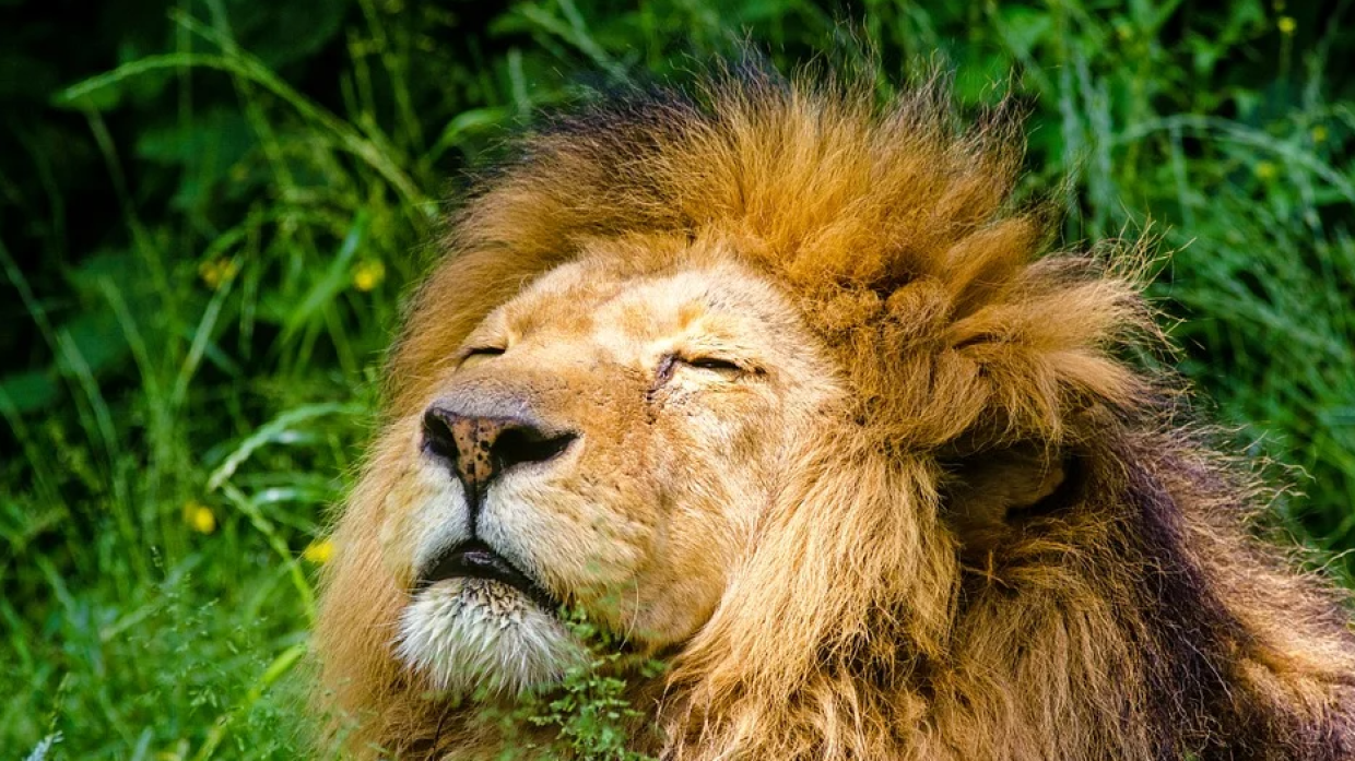 Сотрудник зоопарка в Иране погиб после нападения льва