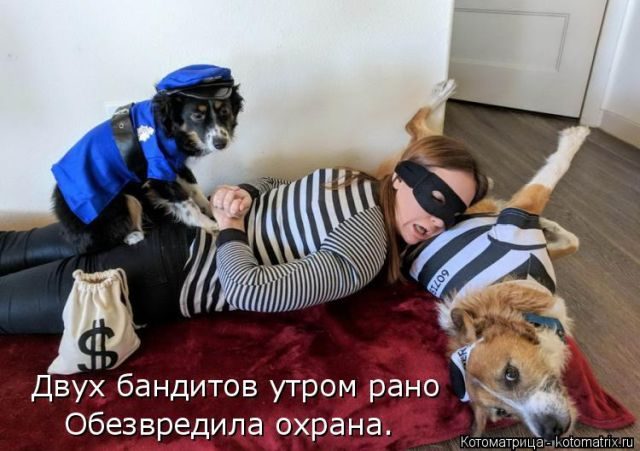 Самые смешные котоматрицы за прошедшую неделю