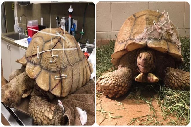 Поскольку панцирь черепахи представляет собой живую кость, любой прокол может привести к системным бактериальным, вирусным или грибковым инфекциям.