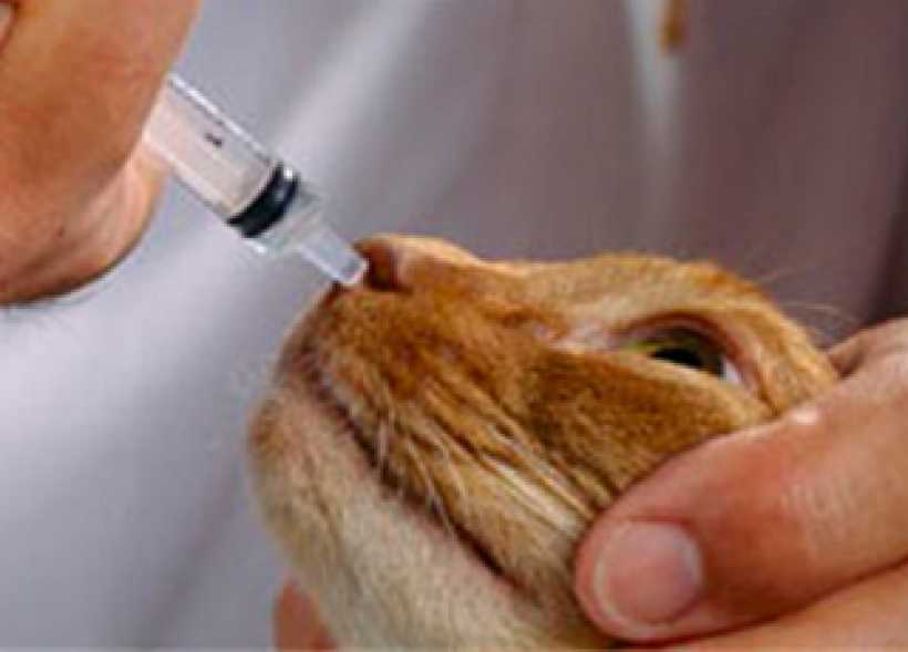 Как промыть нос кошке