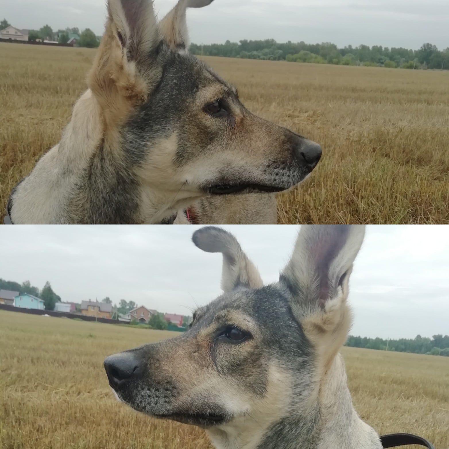 морда собаки