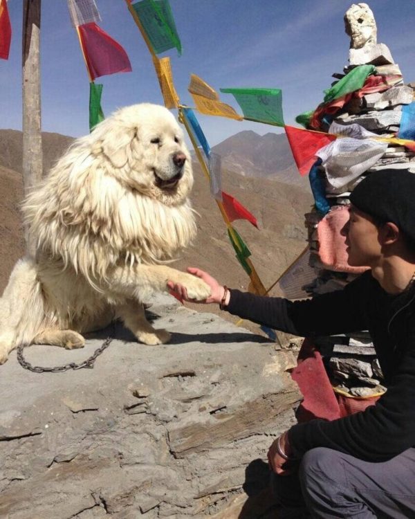 17 снимков тибетских мастифов, в которых 60 килограммов шерсти, любви и очарования