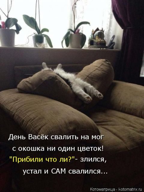 Самые смешные котоматрицы за прошедшую неделю