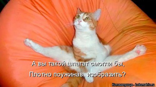 Самые смешные котоматрицы за прошедшую неделю Самые смешные котоматрицы за прошедшую неделю
