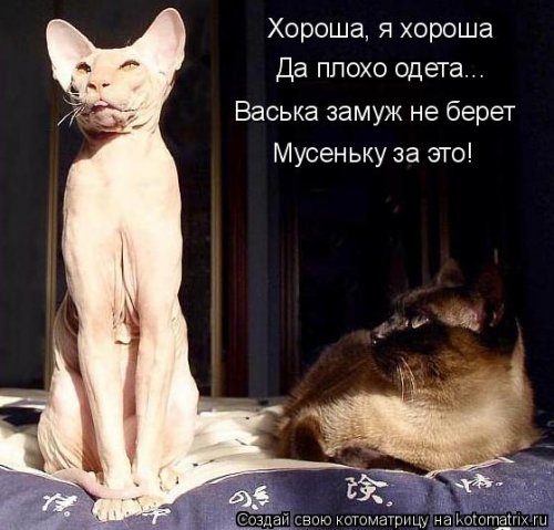 Самые прикольные котоматрицы за прошедшую неделю 