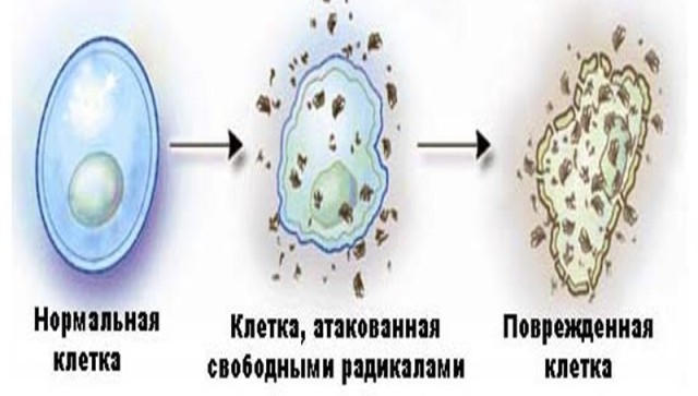 Свободные радикалы повреждают все системы нашего организма