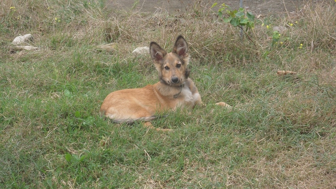 собака в траве