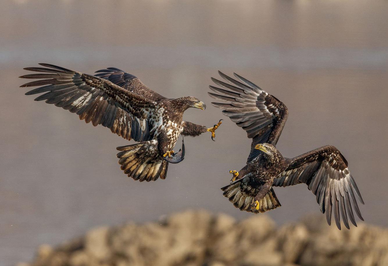 Птичий конкурс Audubon Photography Awards 2021 Audubon, Photography, семейства, птица, Timmis, Северной, птицами, крыльев, хохлатый, Длина, перепел, тетерев, Америки, AwardsБольшая, AwardsАмериканская, меньше, Suriano, Scott, цапля, размах