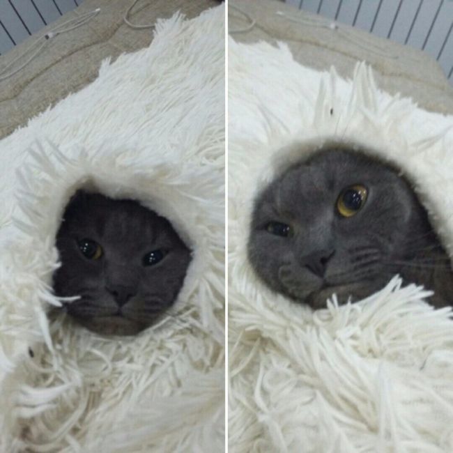 Прикольные картинки картинки из сети, прикол, юмор