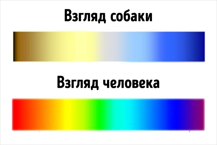 Собаки видят цветную картинку или черно белую