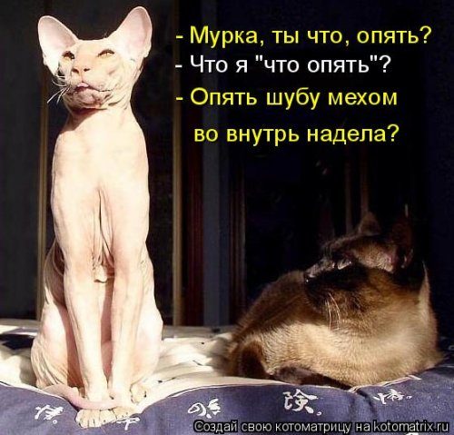 Самые прикольные котоматрицы за прошедшую неделю 