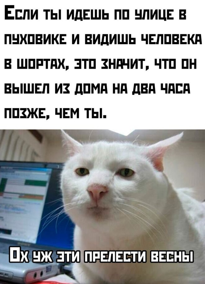 Смешные картинки с надписями и петрушка с кинзой Смешные картинки с надписями и петрушка с кинзой