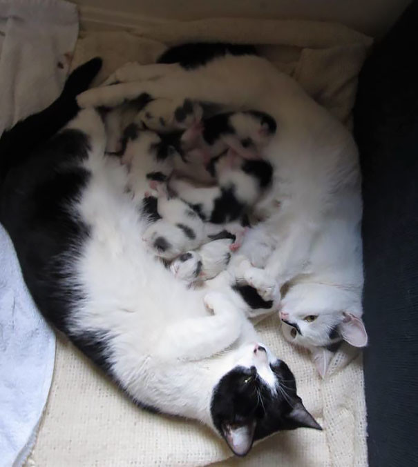 8. Две мамы и 8 котят — вместе родили, вместе растят. котики, коты, кошки, любовь., чувства