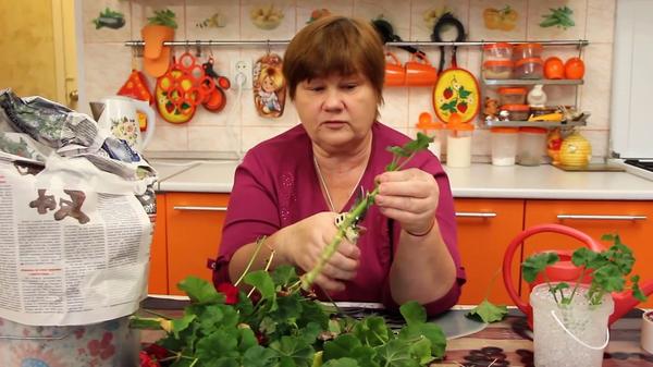 Из срезанной зелёной массы готовятся черенки