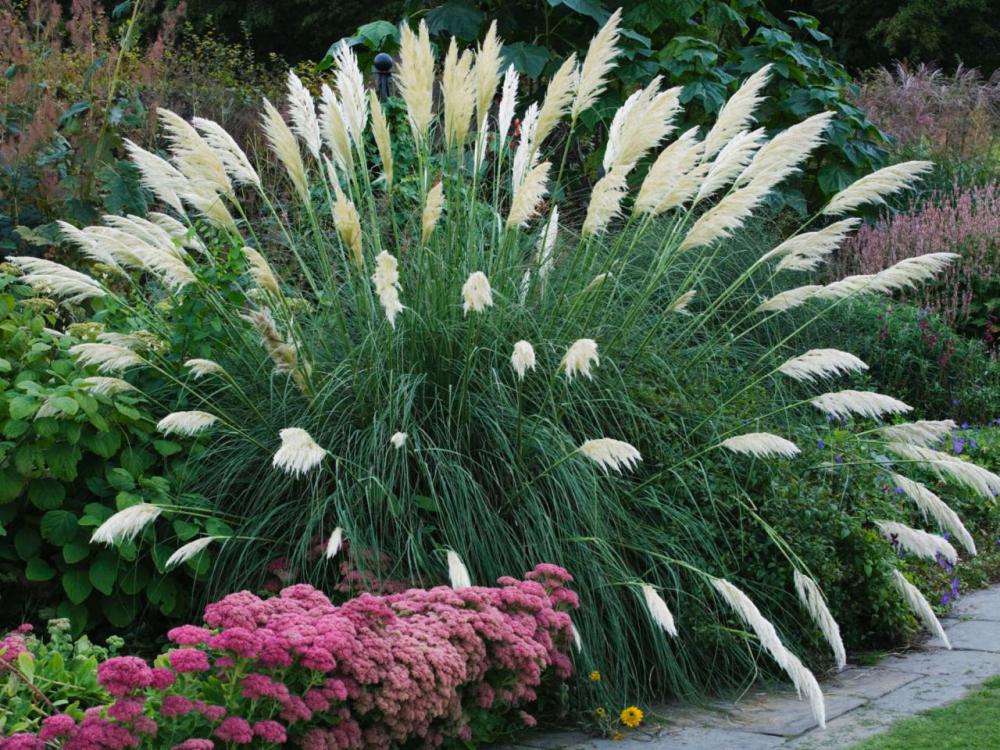 Пампасная трава - все секреты выращивания соцветия, белые, листья, трава, травы, чтобы, серебристые, растение, можно, цветет, траву, сорта, пампасной, более, сортов, цветом, может, достигает, высоты, цветут