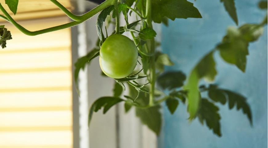 6 надежных способов созревания зеленых помидоров в помещении помидоры, созревания, помидоров, зеленые, которые, помидор, чтобы, метод, более, будут, помещении, процесс, созреть, созревать, созревают, лучше, созреют, созрели, также, образом