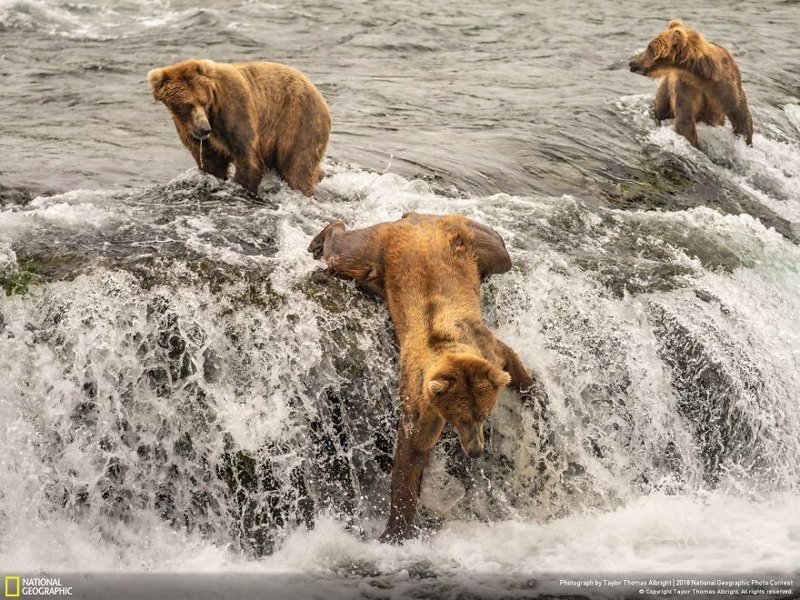 Споткнулся, Тейлор Томас Олбрайт national geographic, конкурс, красота, природа, удивительно, фото, фотография, фотоподборка