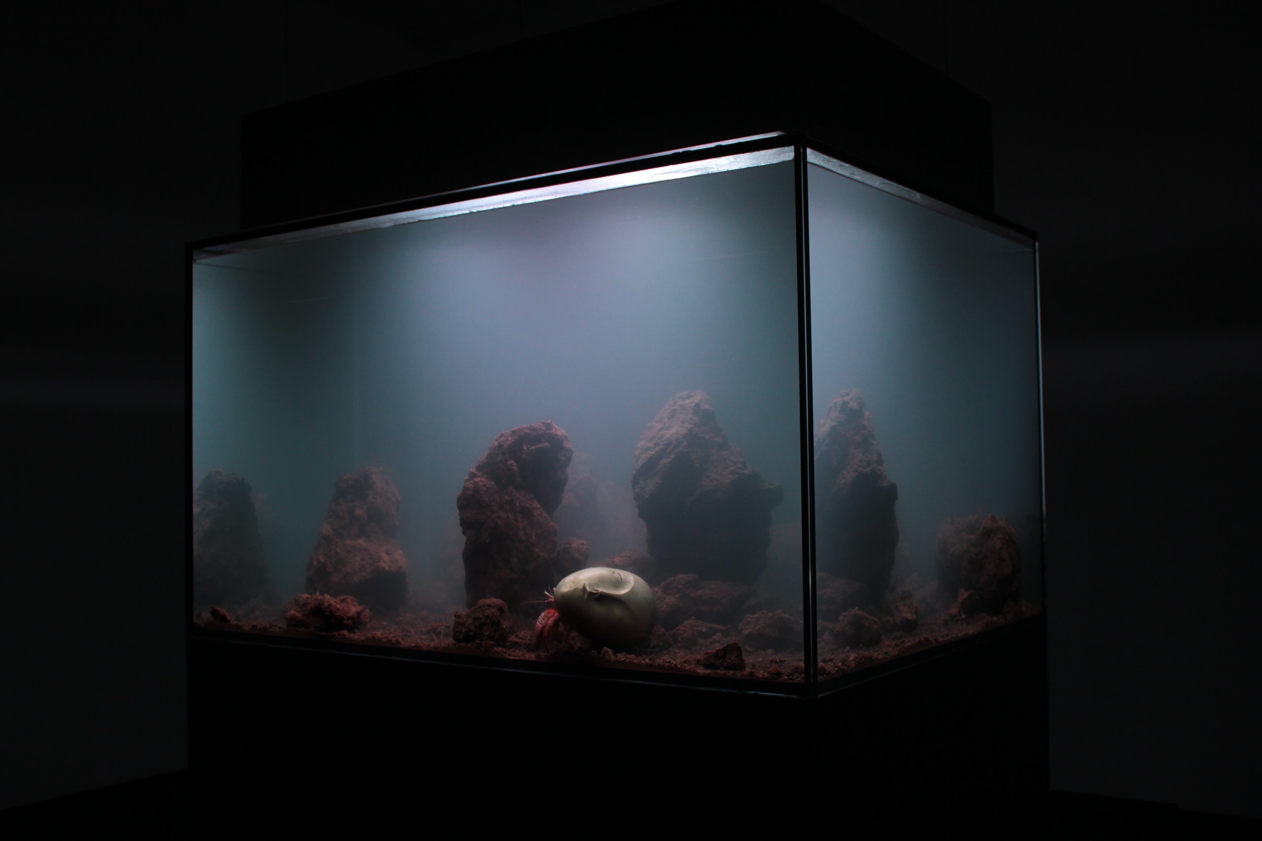 Водный мир: Как оформить аквариум внутри аквариумы, аквариум, аквариума, Однако, морских, камни, можно, композиции, случае, более, морской, помогает, внимание, этого, камней, морского, нужно, правилам, больше, может