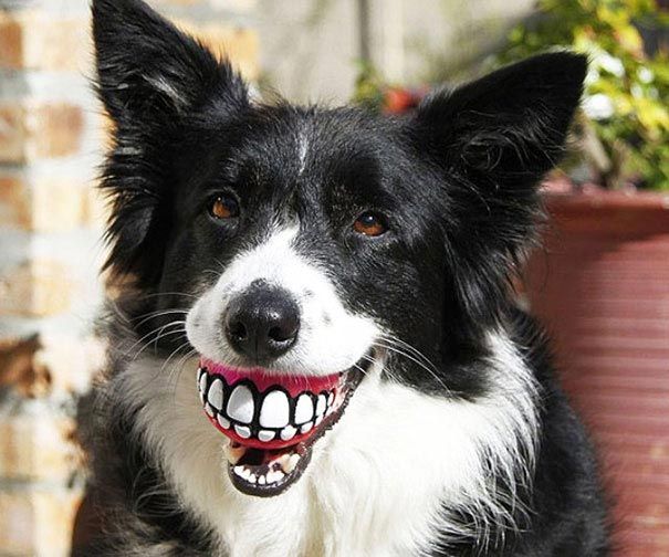 смешные собаки, собаки с игрушками в зубах
