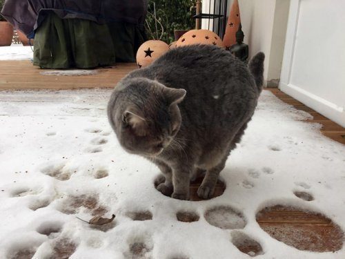 Кошки и снег