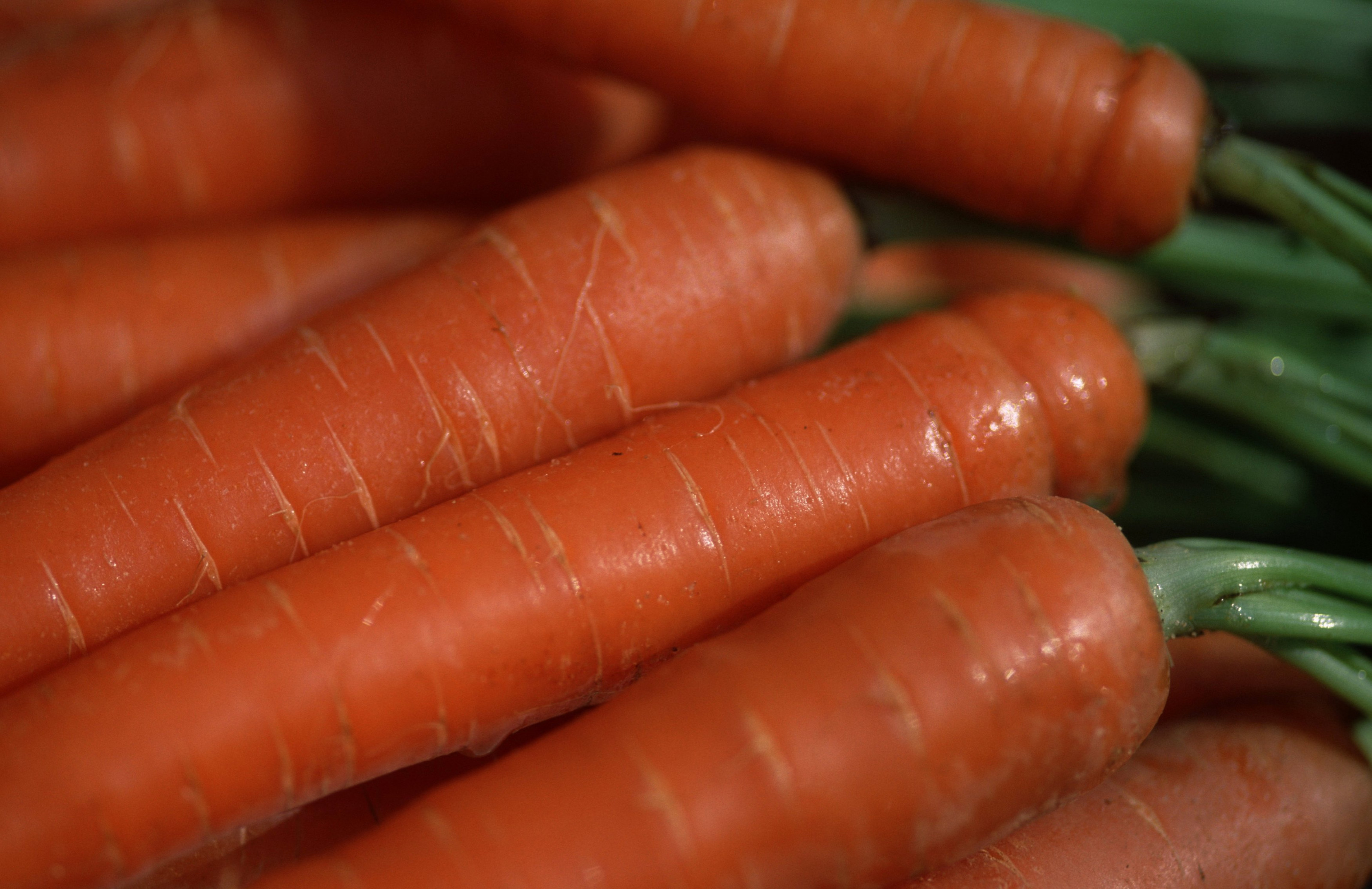 Сезон морковка 