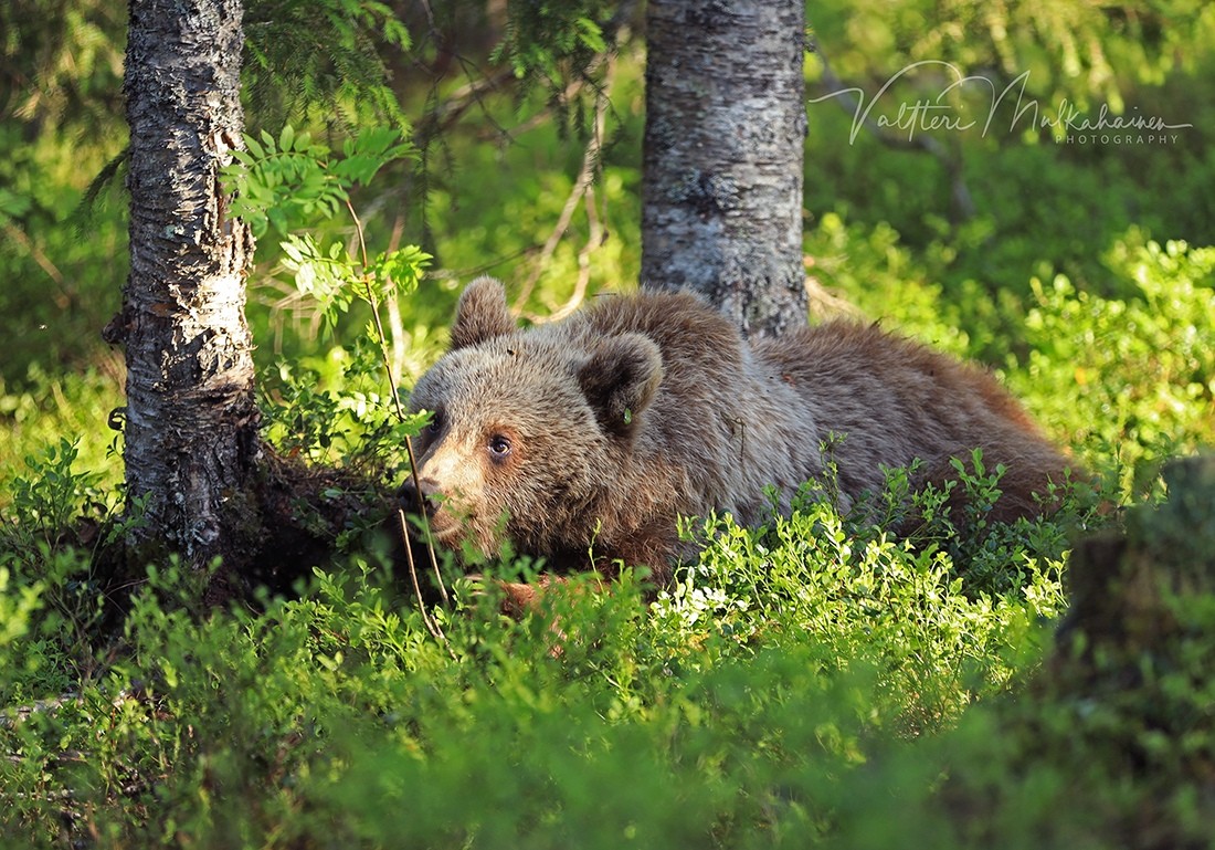 Из жизни медведей в финских лесах. Фотограф Валттери Мулкахайнен (VALTTERI MULKAHAINEN)