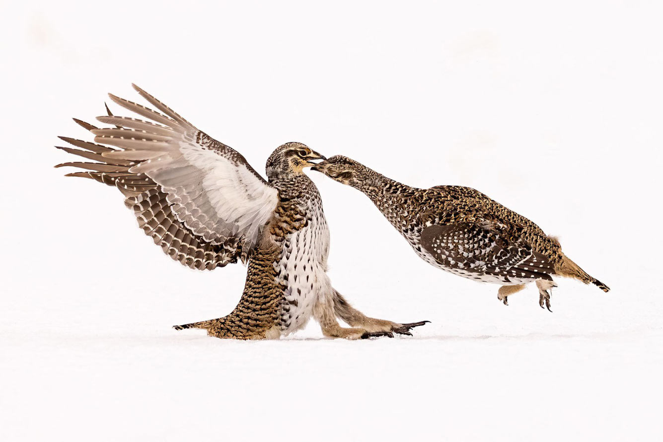 Птичий конкурс Audubon Photography Awards 2021 Audubon, Photography, семейства, птица, Timmis, Северной, птицами, крыльев, хохлатый, Длина, перепел, тетерев, Америки, AwardsБольшая, AwardsАмериканская, меньше, Suriano, Scott, цапля, размах