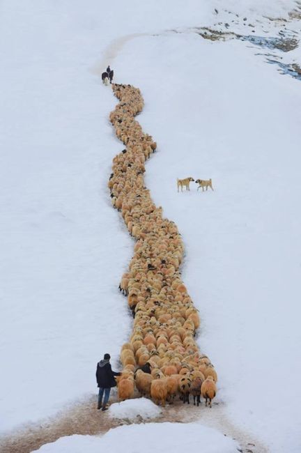 Отара