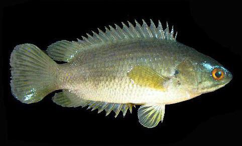Ползун – рыба, принадлежащая к виду лабиринтовых