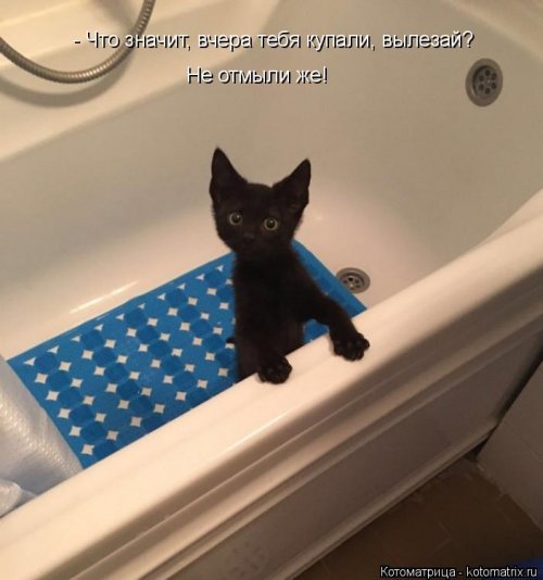 Лучшая котоматрица недели Лучшая котоматрица недели позитив,смешные картинки,юмор