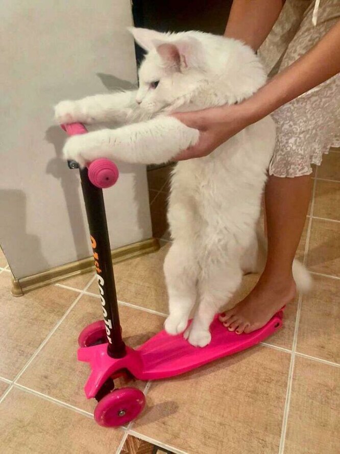 кот кефир