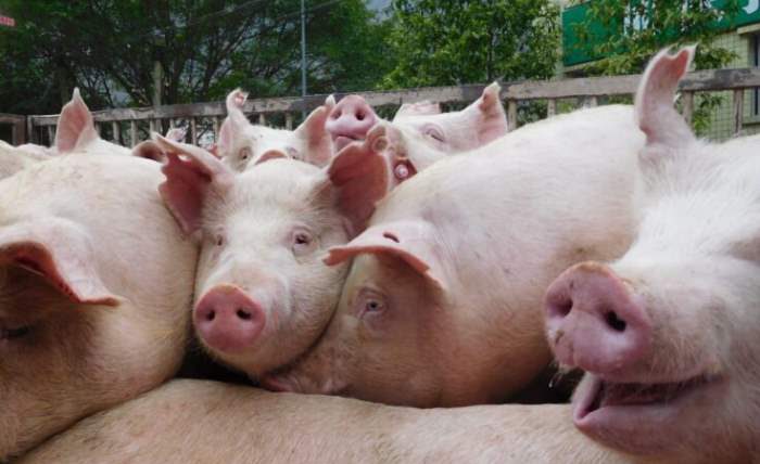 Зеленые негодуют: в Китае используют живых свиней во время краш-тестов автомобилей авто,автомобили,автомобиль,машины,происшествия,ремонт