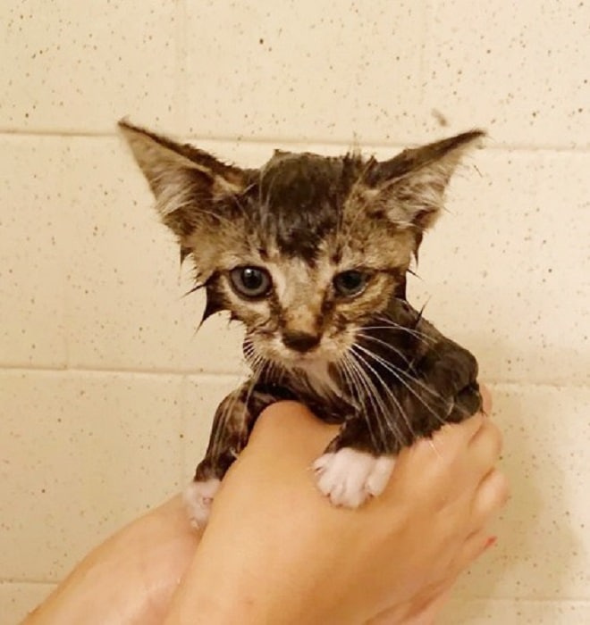 Котенок в душе