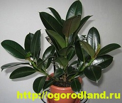 Фикусы и их разновидности. Выращивание и уход за фикусами
