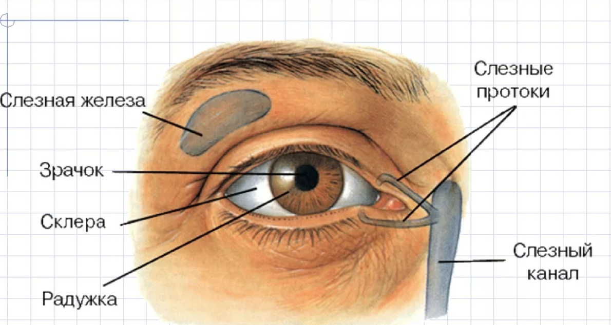 Профилактика старения глаз: сохраните зрение до глубокой старости!