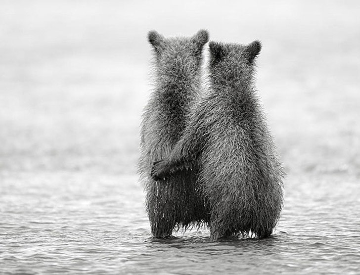 Фотография: 25 животных-близнецов, которые не оставят вас равнодушными №24 - BigPicture.ru