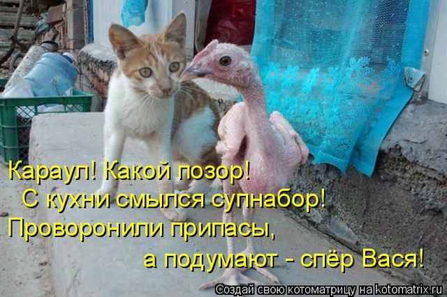 Самые смешные котоматрицы за прошедшую неделю