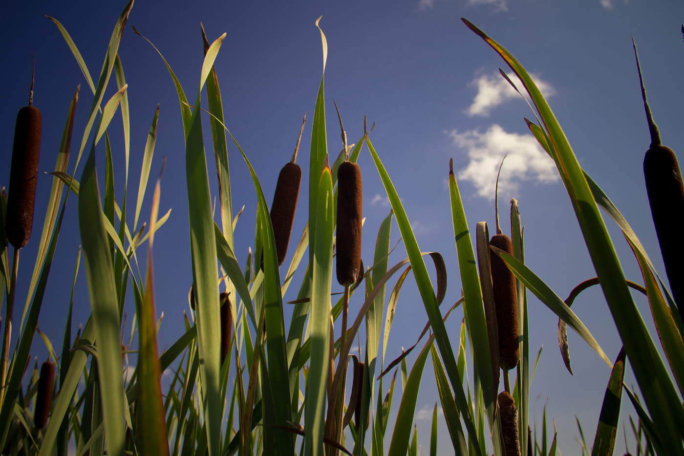 Опасная экспедиция, или Дикий-предикий камышовый кот животные,из жизни,Истории из жизни,позитив,Хохмы-байки