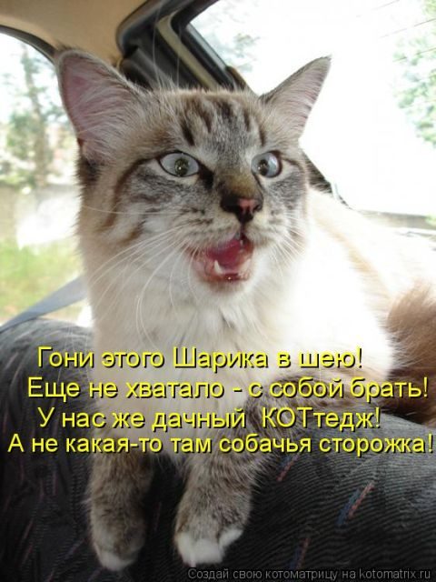Самые смешные котоматрицы за прошедшую неделю
