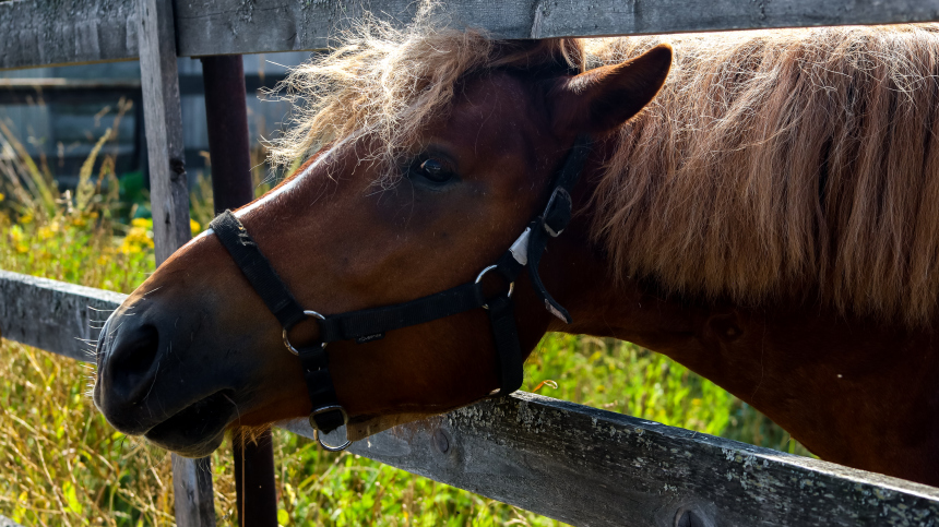 «Начали разлагаться»: десятки лошадей погибли от голода на конном заводе на Ставрополье