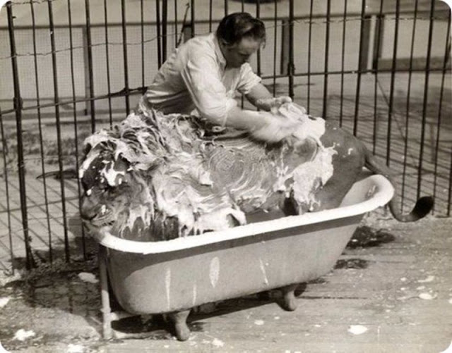Дружба животных и людей на фотографиях 19 века
