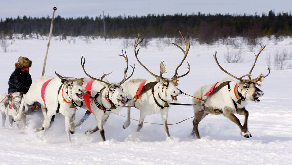 Кусочек красивой зимы с оленями Кусочек красивой зимы с оленями
