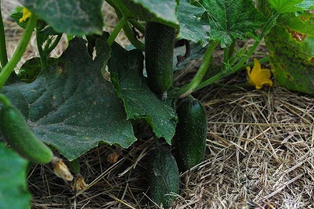 5 проверенных способов продлить плодоношение огурцов до самой осени