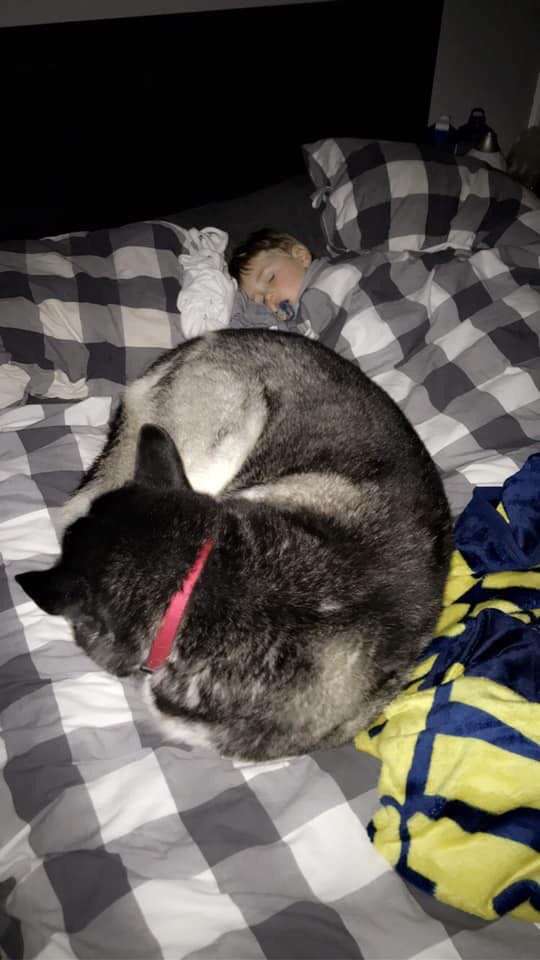 собака на кровати