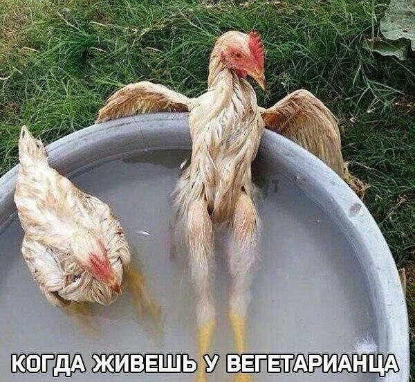 Подборка интересных и веселых картинок №59 Подборка интересных и веселых картинок №59 отдых