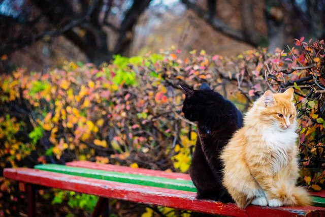 Приятно осенью быть кошкой... домашний очаг,животные,кошки,природа