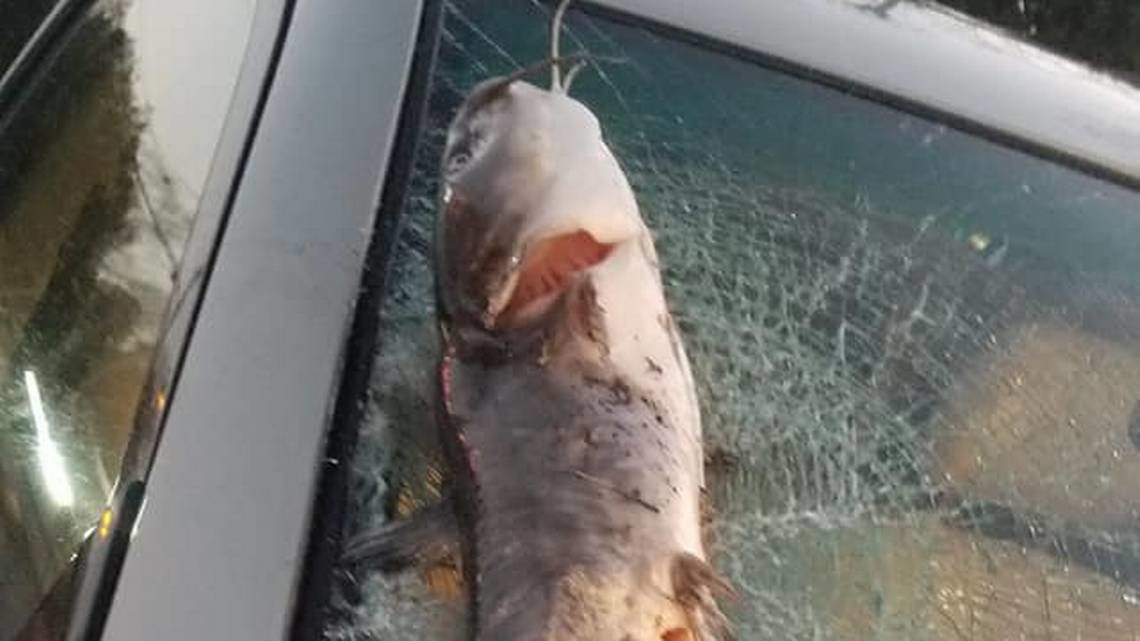 В США упавшая с неба рыба вдребезги разбила лобовое стекло автомобиля