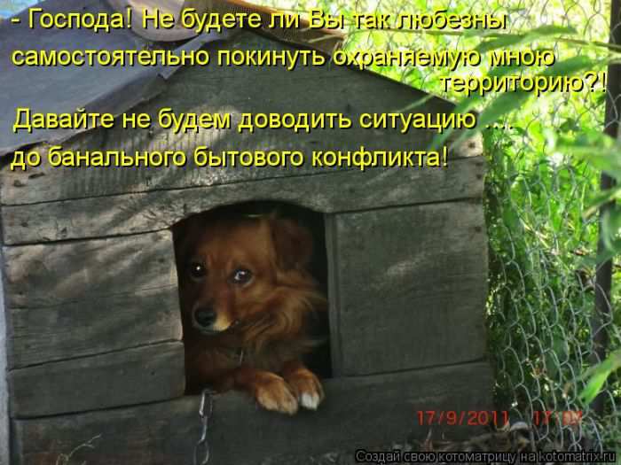 Кошарики :) Кошарики :)